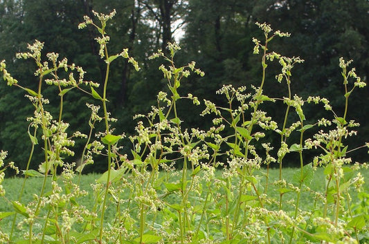 Lost Superfood Now Rejuvenated: Big Bold Health® Produces First Certified Organic Commercial Crop of Himalayan Tartary Buckwheat in US