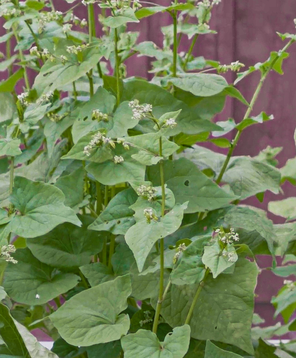 Tartary Buckwheat Protein Alters Cholesterol Metabolism in Animals