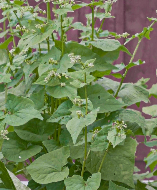 Tartary Buckwheat Protein Alters Cholesterol Metabolism in Animals
