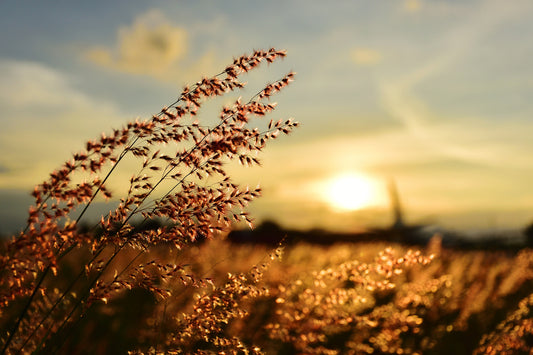 Regenerative Agriculture Adapts to Unique Soil Needs