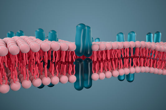 EPA and DHA Coach Immune Cells Towards Resolution