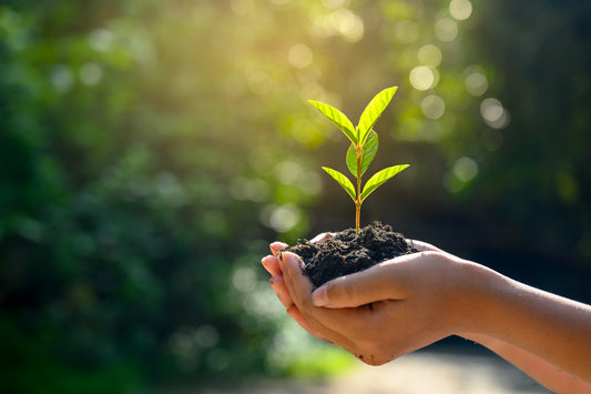 Regenerative Agriculture Benefits Consumers, Farmers, and Planet Alike