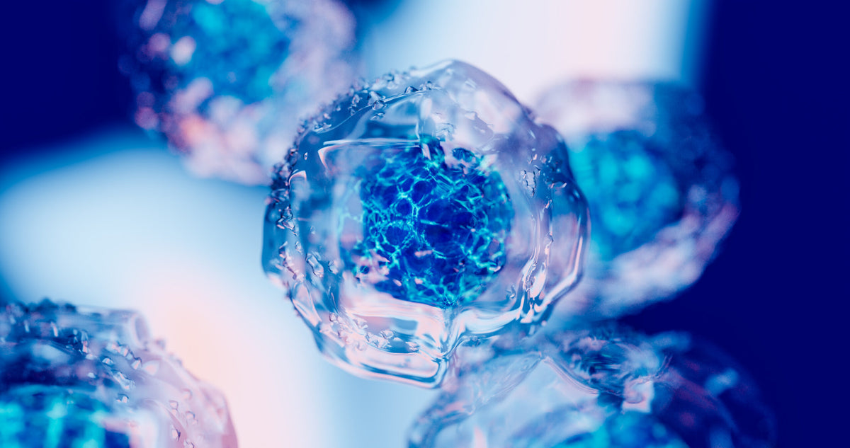 Natural Senolytics May Aid Elimination of Senescent Cells