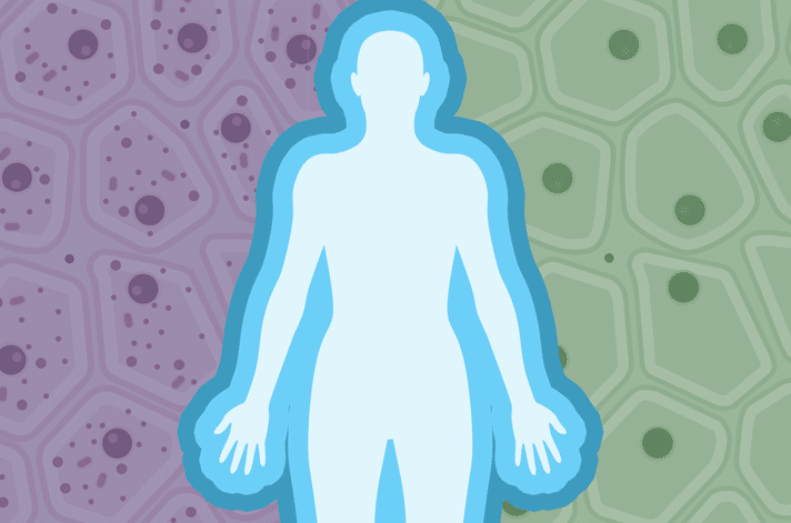 The Entire Body Encompasses the Immune System